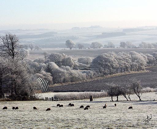 Morning frost 9Y464D-003.JPG